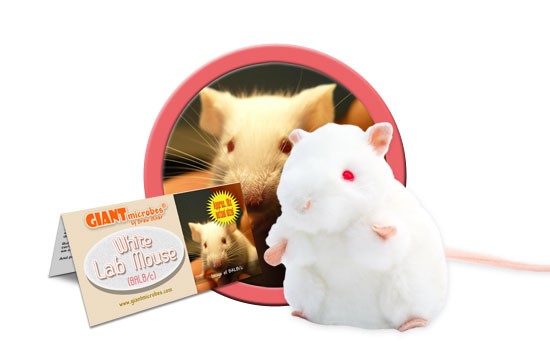 White Lab Mouse (BALB/C)