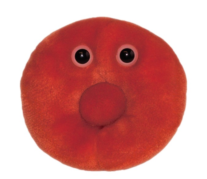 Red Blood Cell (Erythrocyte) picture