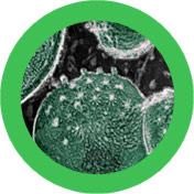 Chlamydia (Chlamydia trachomatis) picture