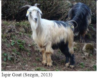 Goat, White (Turkish) 11.9"L picture