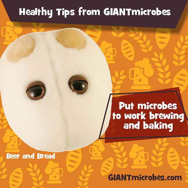 Beer & Bread (Saccharomyces Cerevisiae) picture