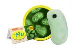 Flu (Orthomyxovirus)