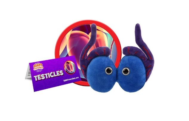Testicles