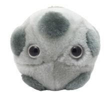 HPV (Human Papillomavirus) picture