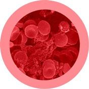Red Blood Cell (Erythrocyte) picture