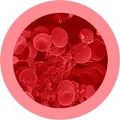 Red Blood Cell (Erythrocyte) picture