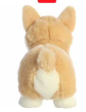 9.5 Pembroke Welsh Corgi Pup picture