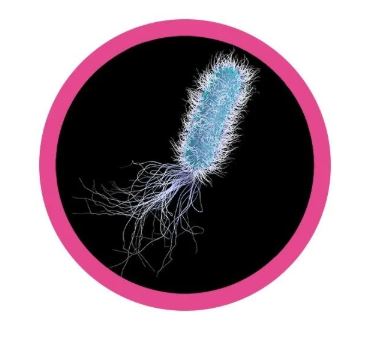 Pseudomonas Aeruginosa picture