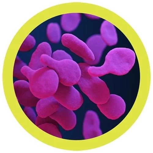 Mycoplasma (Mycoplasma Genitalium) picture