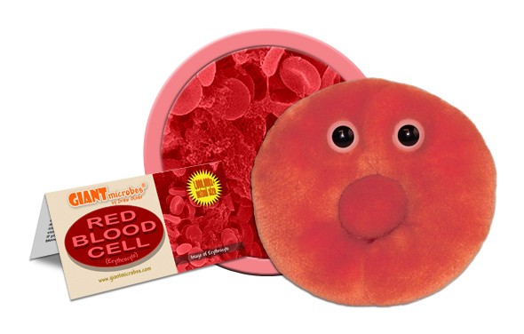 Red Blood Cell (Erythrocyte) picture