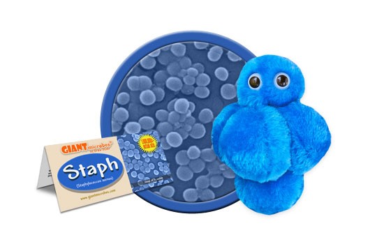 Staph (Staphylococcus aureus) picture