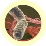 Salmonella (Salmonella Typhimurium) picture