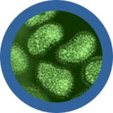 Flu (Orthomyxovirus) picture