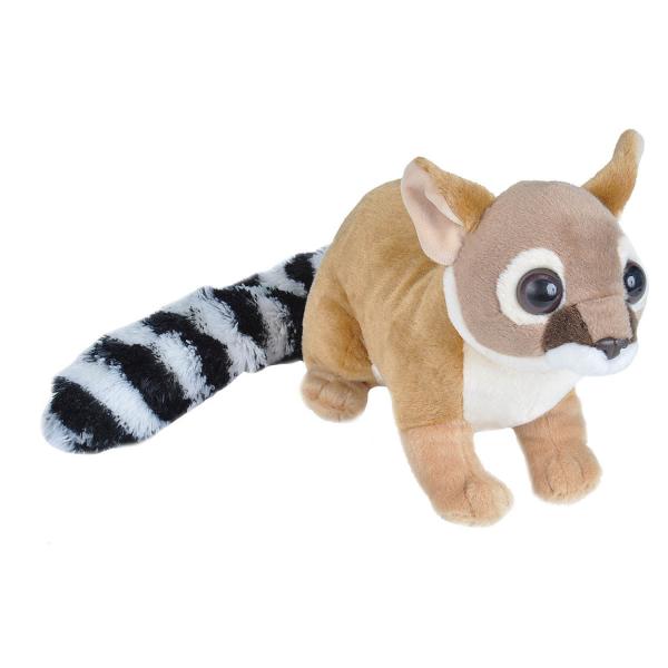 Ringtailed Cat (12")