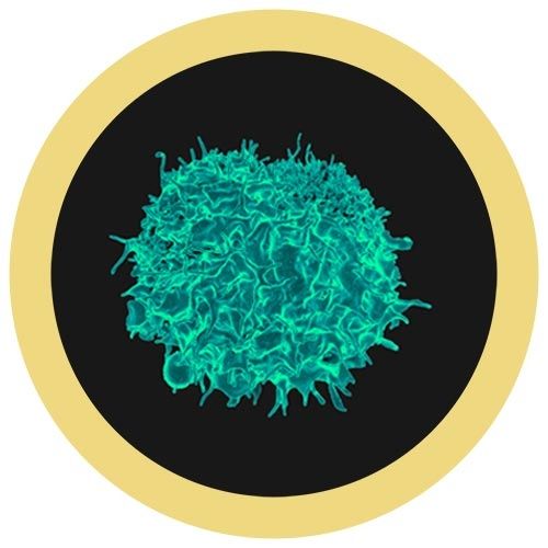 Copy of Cells at Killer T-Cell picture