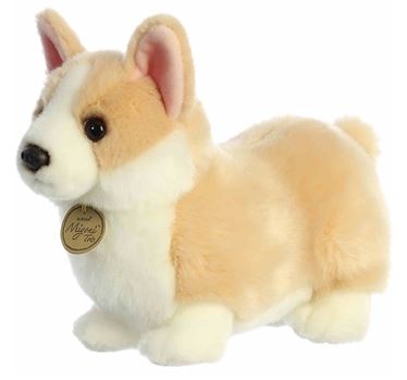 9.5 Pembroke Welsh Corgi Pup