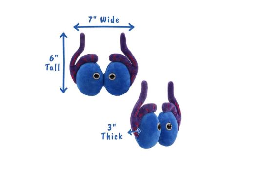 Testicles picture