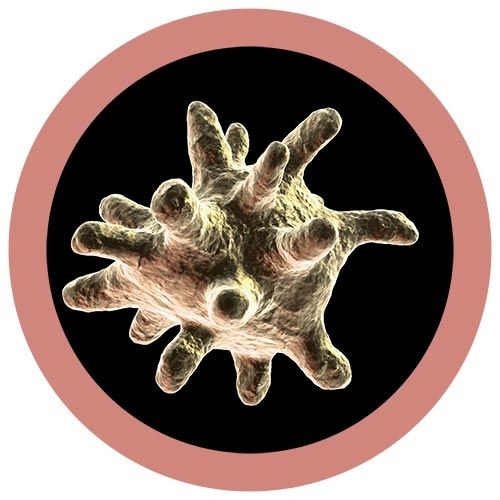 Cells at Work Macrophage picture