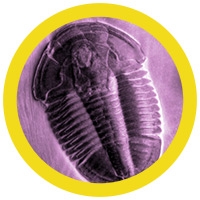 Trilobite (Asaphiscus Wheeleri) picture