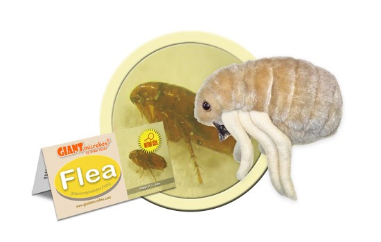 Flea (Ctenocephalides Felis)
