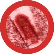 Rabies (Rabies Virus) picture