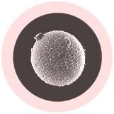 Egg Cell (Human Ovum) picture