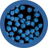 Common Cold (Rhinovirus) picture