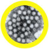 Norovirus (Norovirus) picture