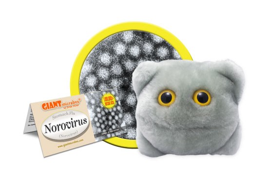 Norovirus (Norovirus)