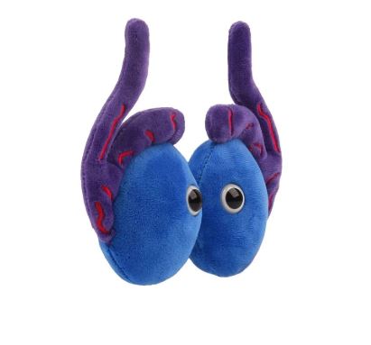 Testicles picture