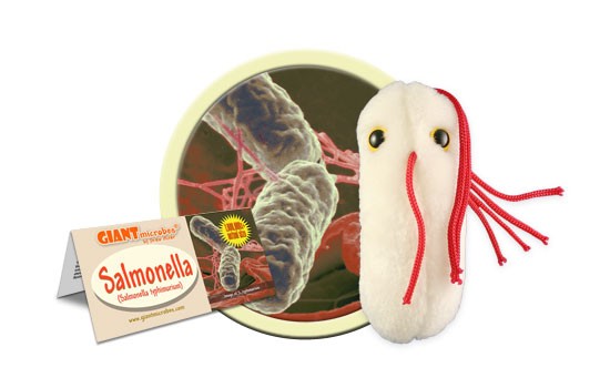 Salmonella (Salmonella Typhimurium)