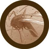 Mosquito (Culex pipiens) picture