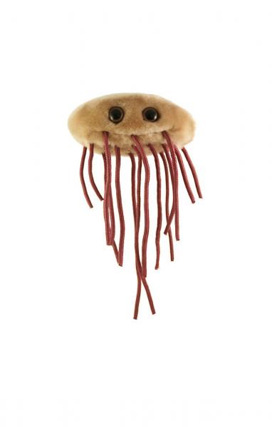 E. Coli (Escherichia Coli) picture