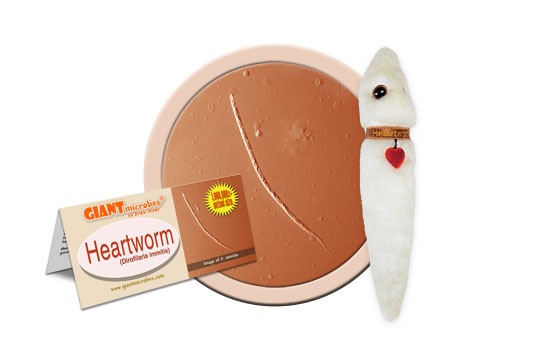 Heartworm (Dirofilaria Immitis)