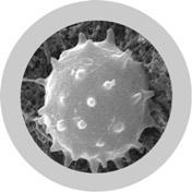 White Blood Cell (Leukocyte) picture