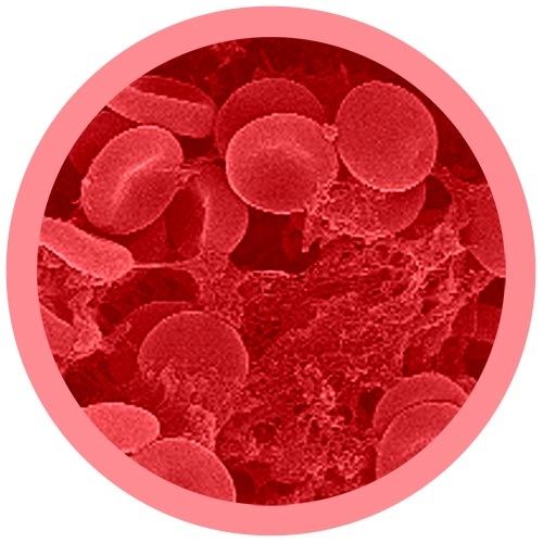 Cells at Work RBC (Red Blood Cell) picture