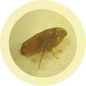 Flea (Ctenocephalides Felis) picture
