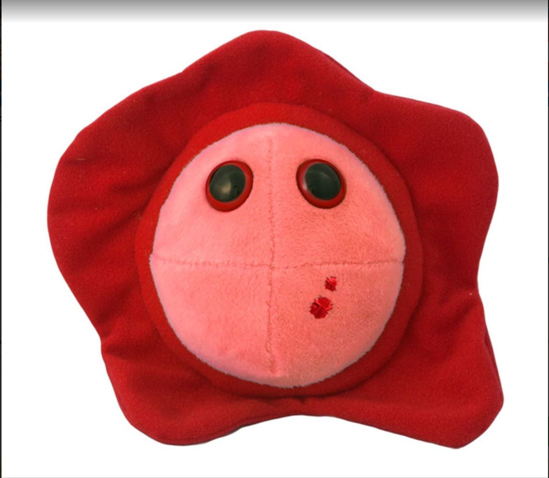 Cold Sore (Herpes simplex virus-1) picture