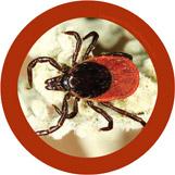 Tick (Ixodes Scapularis) picture