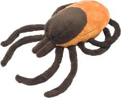 Tick (Ixodes Scapularis) picture