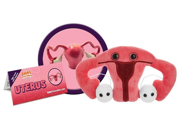 Uterus picture