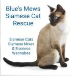 Blue's Mews Siamese Cat Rescue