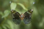Sm Jamonia Butterfly Necklace