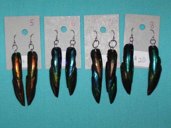 beetle wing earrings 5-8 picture