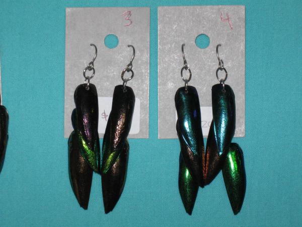 beetle wing earrings 1-4 picture