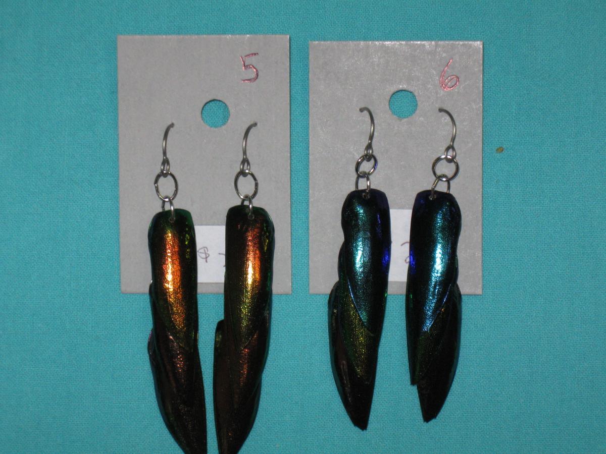 beetle wing earrings 5-8 picture