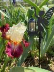 Tink's Iris Garden