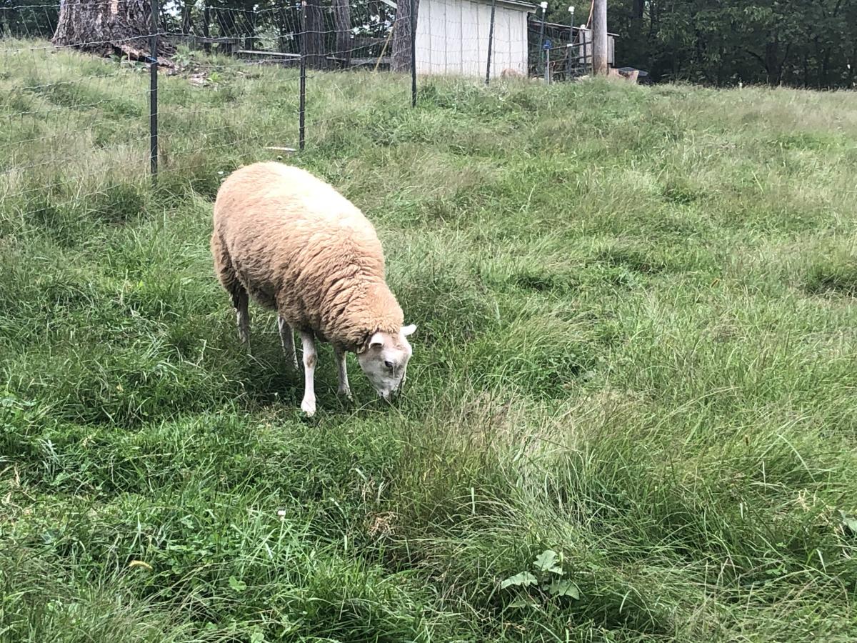 Cormo x 2-ply Aran weight Yarn-Martin picture