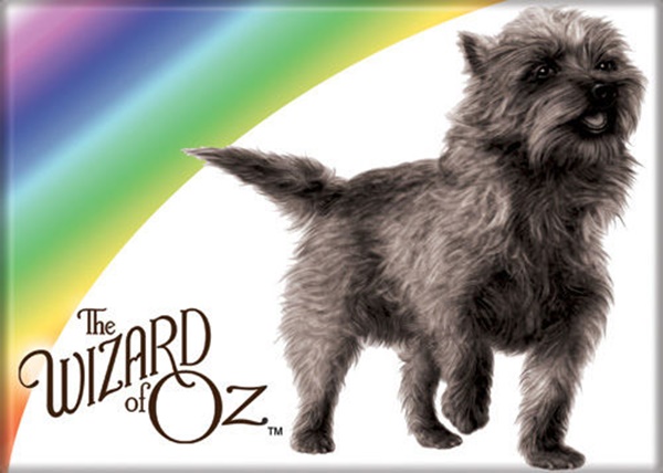 The Wizard of Oz Toto Beside a Rainbow Photo Refrigerator Magnet NEW UNUSED