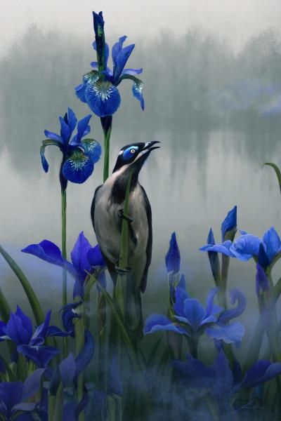 Iris & Blue-Faced Honey Eater picture